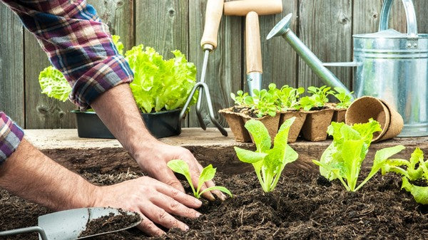 hands planting a salad in a raised garden bed