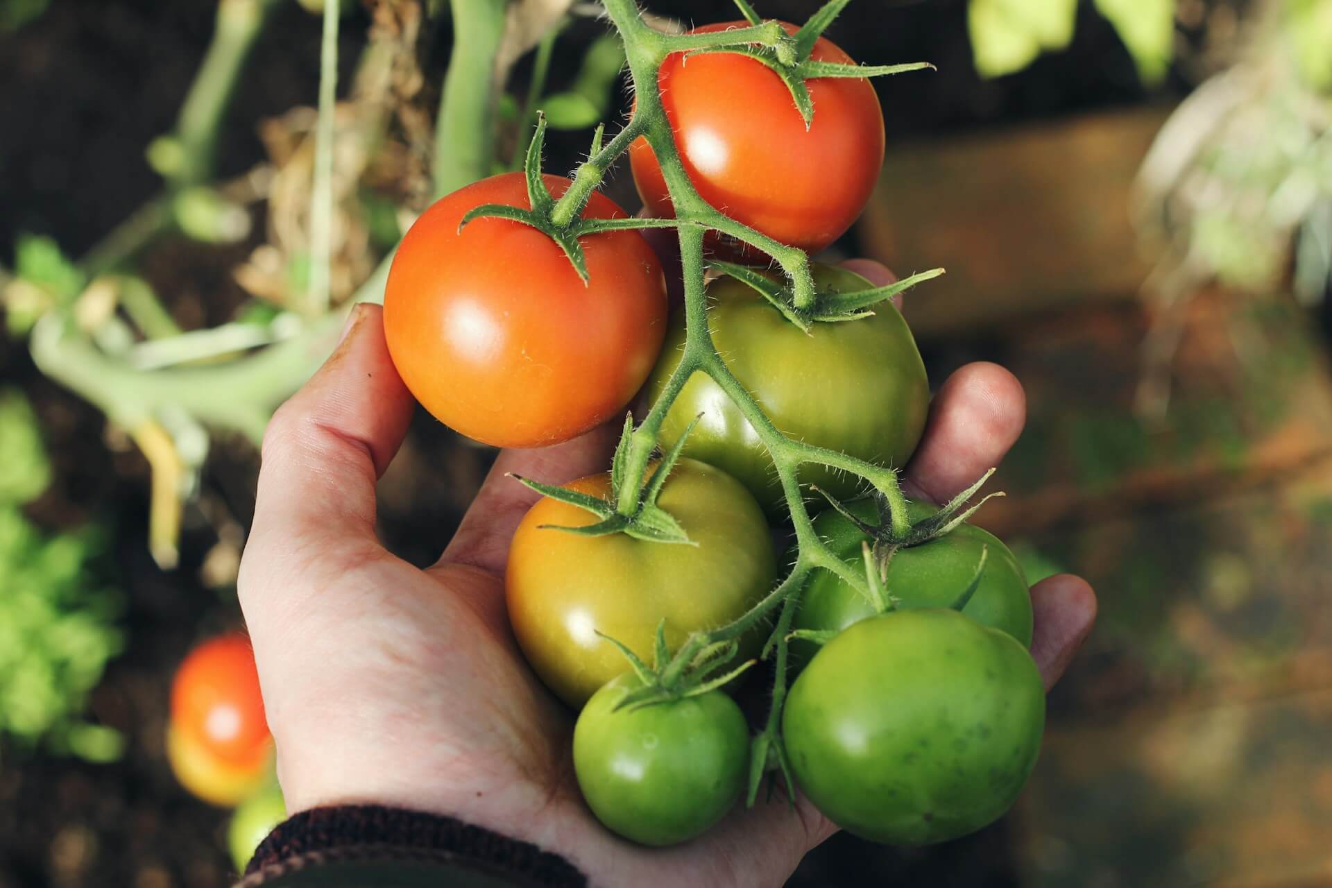 How to prune tomato plants like a pro: Boost your yield with these tips!