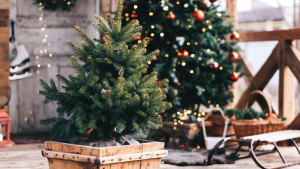 christmas tree and a winter decor