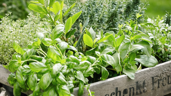 herbs garden basil oregano rosemary