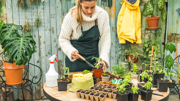 woman wearing a green apron transplanting a tomato seedling from a nursery pot