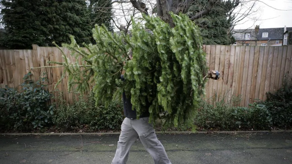 man carrying a christmas tree