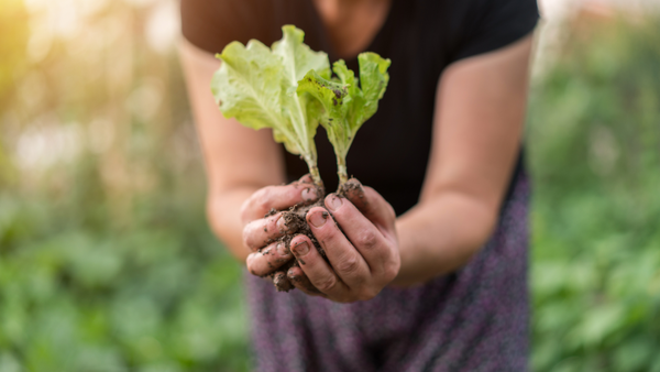 woman hands holding a lettuce