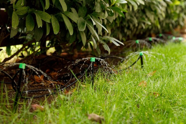 drip irrigation system used to water bushes in the backyard