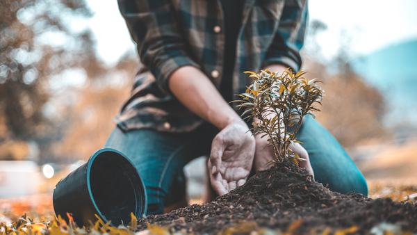 man planting a tree in the soil from a nursery pot 