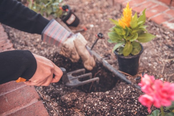 hands planting a flower from a nursery pot using gardening tools