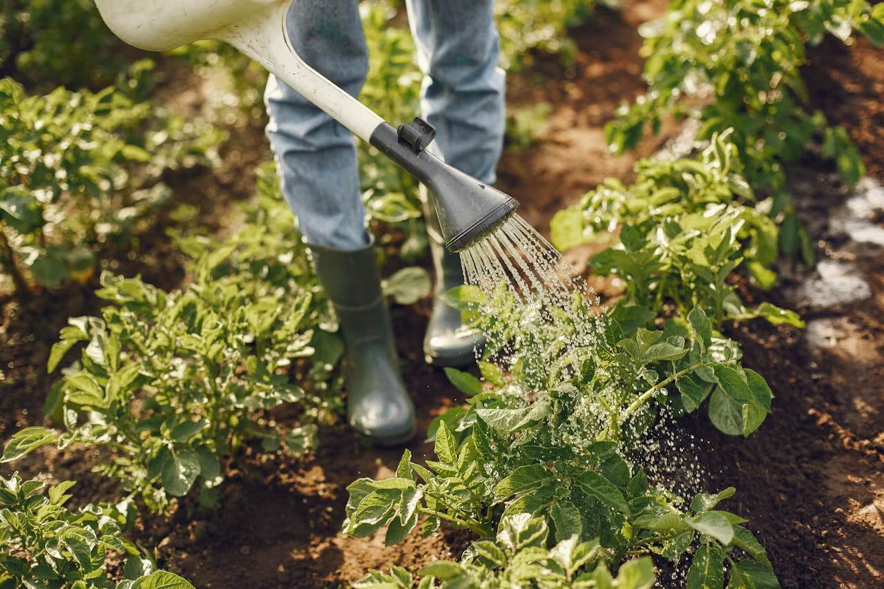 How often to water your vegetable garden