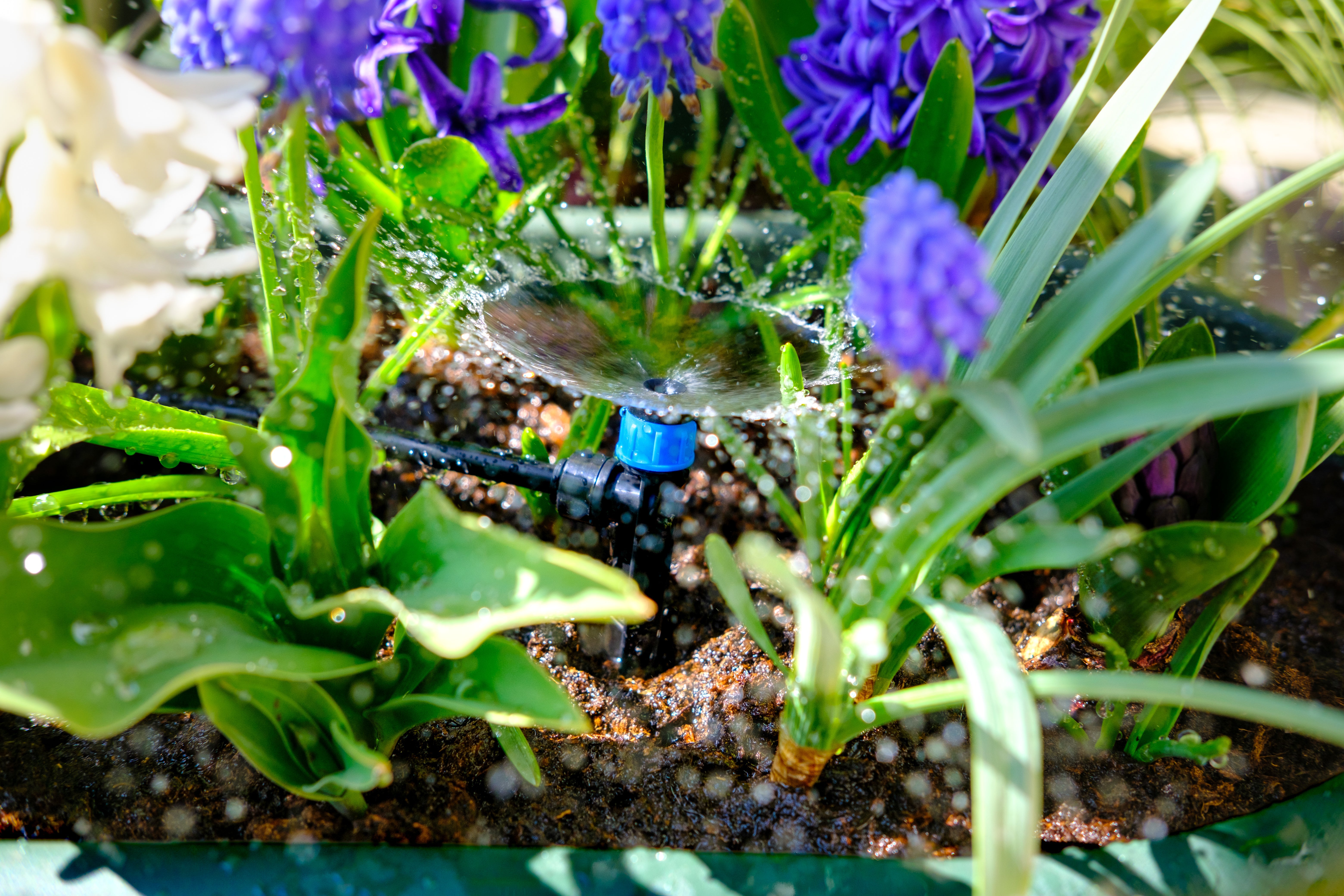 How to efficiently water my garden with irrigation? A comprehensive guide