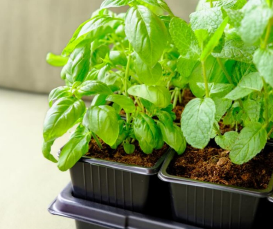 The Complete Guide to Starting Seeds Indoors: Why Seed Starting Trays and Nursery Pots Matter