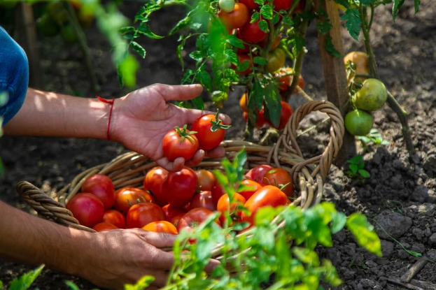 Summer garden plants: best vegetables and crops for a thriving harvest