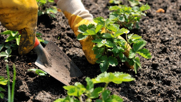 hands transplanting a strawberry bush using a gardening tool