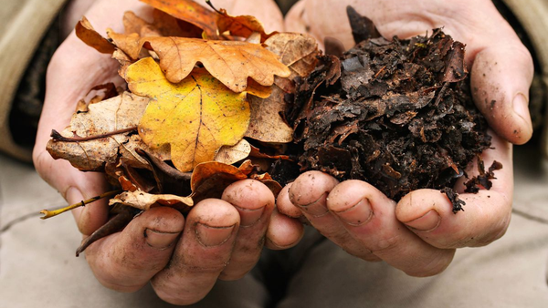 hands holding yellow leaves and soil to compost