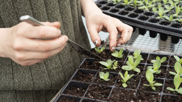 hands holding a gardening tool while replanting from a seedling kit