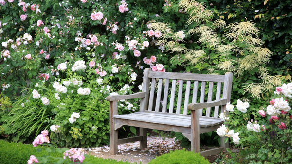 bench near a bush of roses