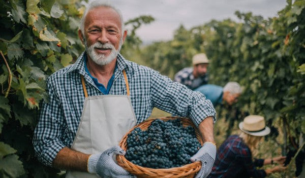 old man holding in hands a basket with grapes in a vineyard