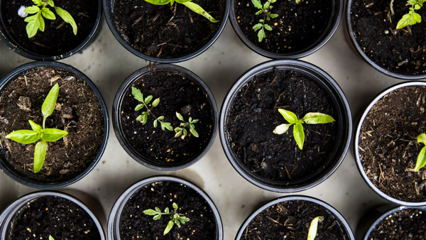 plants in nursery pots