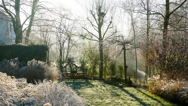 garden in the morning light