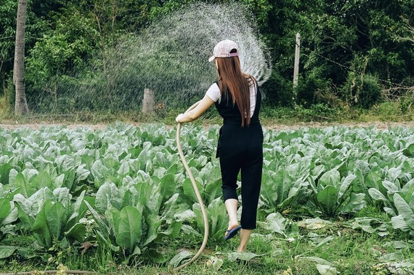 woman watering a kale field with a hose