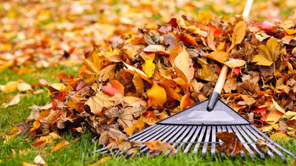 rake on a pile of yellow fallen leaves